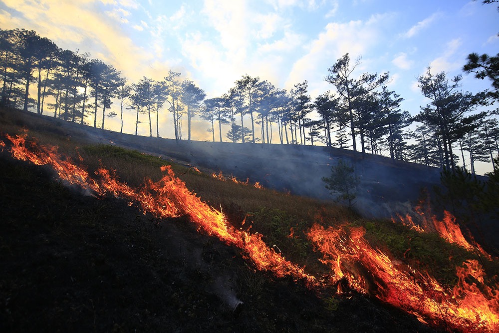 Wildfires